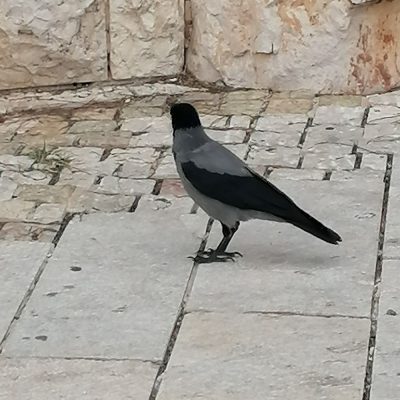 Gerusalemme